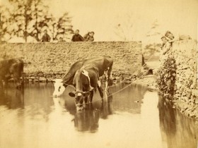 Vaches à l'abreuvoir - Achille Quinet