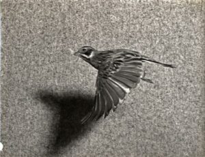 Oiseau passereau en vol - Etude - Tirage argentique - PHOTO MEMORY