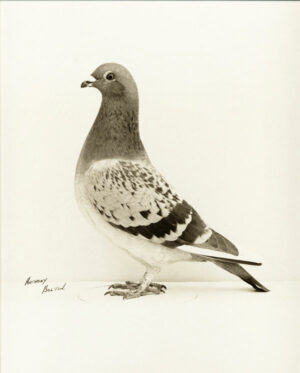 Photographie de colombophilie - Pigeon voyageur champion - Tirage argentique