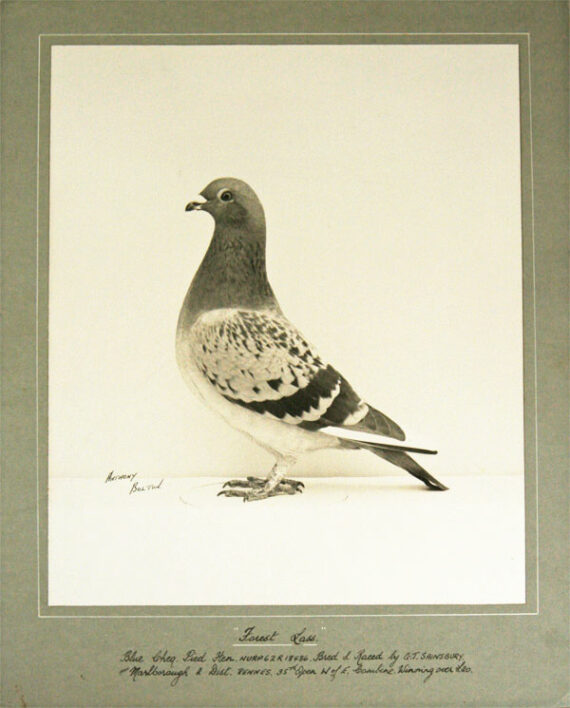 Colombophilie - Pigeon voyageur - Photographie de collection montée