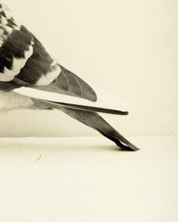 Photographie de colombophilie - Pigeon voyageur champion - Détail du tirage
