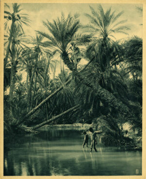 Enfants dans une palmeraie - Héliogravure Lehnert & Landrock | PHOTO MEMORY