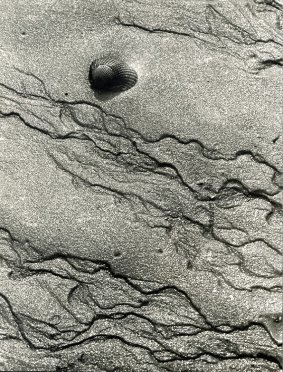 Coquillage seul sur le sable - Photographie de mer - Tirage vintage sur papier Adox