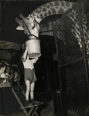 Cirque - Petit garçon et girafe - Tirage argentique vintage | PHOTO MEMORY
