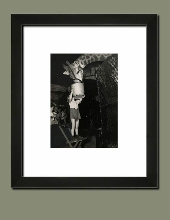 Photographie humaniste : le petit garçon et la girafe du cirque – Image 2