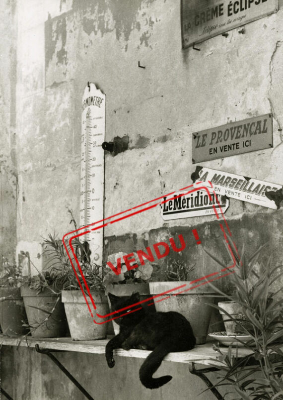 Chat provençal - Tirage argentique original, sur papier Adox
