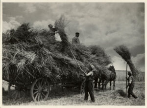 travail au champ : ramassage du fourrage - Photographie agricole - Tirage argentique