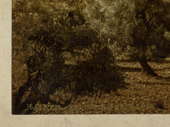 Vue sur Béthanie - Photochrome P.Z. - Légende