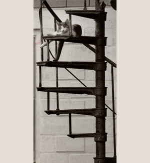 Chat dans un escalier métallique - Tirage argentique - PHOTO MEMORY