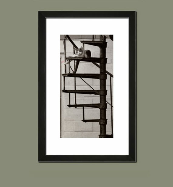 Chat dans un escalier métallique - Suggestion d'encadrement - PHOTO MEMORY