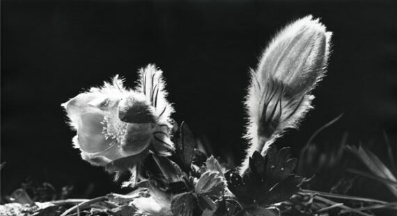 Anémones des Alpes, par le photographe Pierre Tairraz - Photo Memory