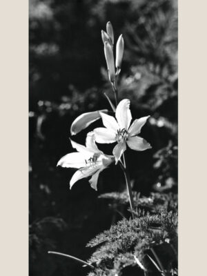 Lis de Saint-Bruno, par le photographe Pierre Tairraz - Dos et timbre humide - Photo Memory