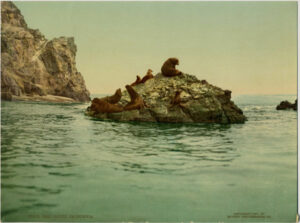Otaries se prélassant aux Seal Rocks - Photochrome DPC 53903 - Proposé par Photo Memory