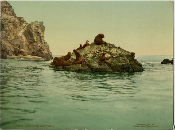 Otaries se prélassant aux Seal Rocks - Photochrome DPC 53903 - Proposé par Photo Memory