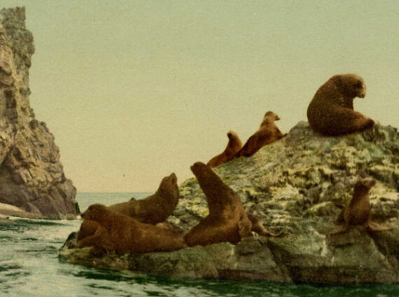 Photochrome DPC 53903 Seal Rocks California (détail) - Proposé par Photo Memory