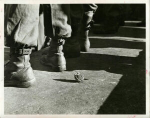 Moineau égaré, photographie animalière primée - Tirage argentique vintage