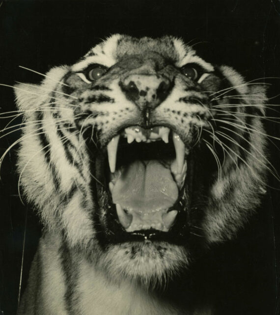 Le tigre, portrait serré par Ben McCall - Tirage argentique vintage - Photo Memory