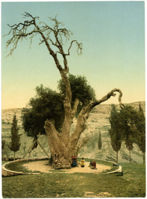 Chêne d'Abraham, photochrome P.Z. 15044 - Arbre et enfants