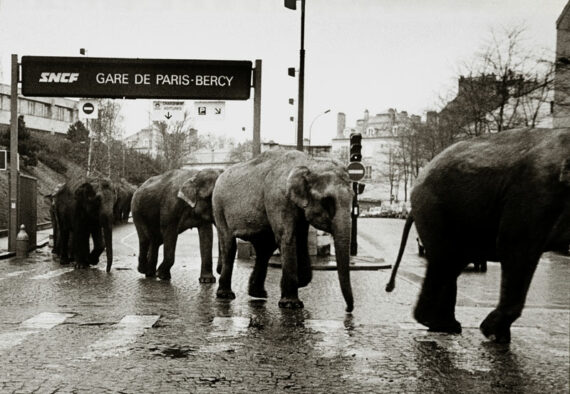 Les éléphants de l'American Circus à la gare de Paris-Bercy, par José Nicolas - Tirage argentique signé, sur papier baryté - Photo Memory