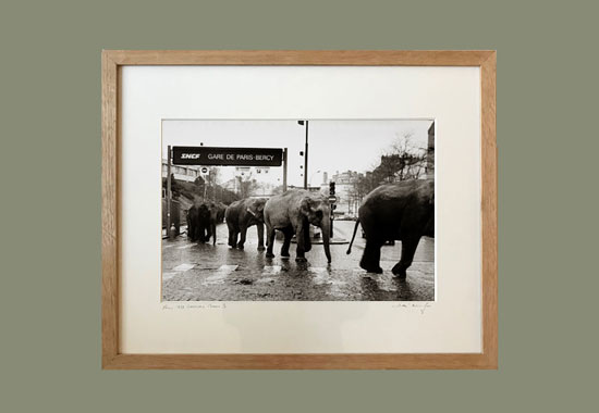Les éléphants de l'American Circus à la gare de Paris-Bercy, par José Nicolas - Tirage argentique sous cadre