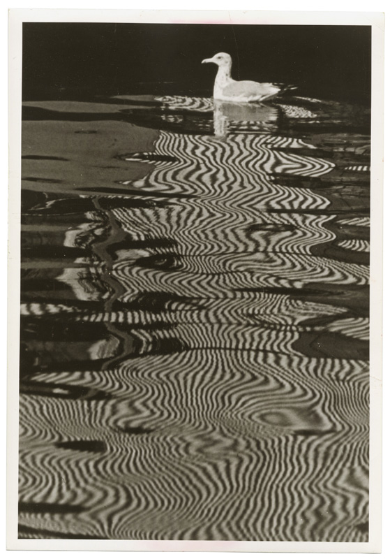 Goëland dans un bain de rayures, photographie abstraite anonyme - Tirage argentique vintage, 1969