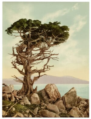 Le Lone Cypress de Pebble Beach, en Californie - Photochrome D.P.C. d'époque, 1899 - Photo Memory