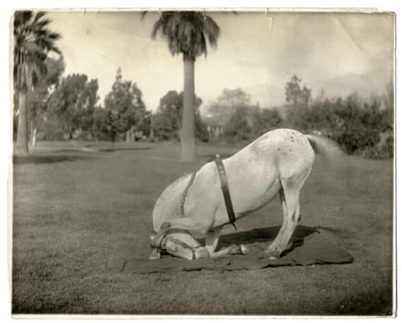 La révérence du cheval, photographie vintage d'équitation - Tirage argentique, c. 1920 - Photo Memory