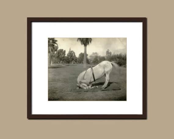 La révérence du cheval, photographie vintage de dressage - Simulation d'encadrement