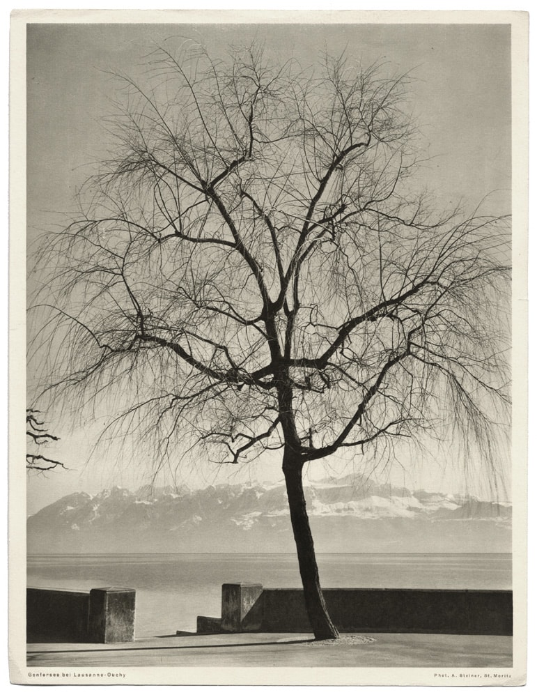 L'arbre nu, par le photographe Albert Steiner - Photogravure vintage, c. 1950