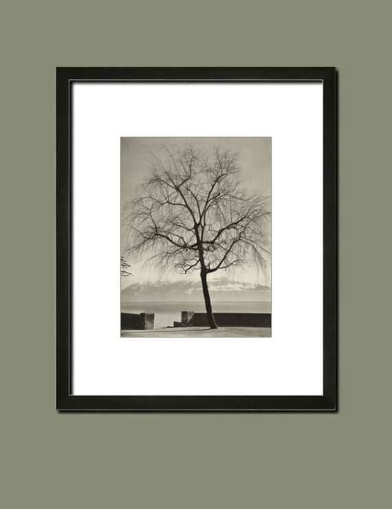 L'arbre nu, par le photographe Albert Steiner - Simulation d'encadrement de la photogravure.